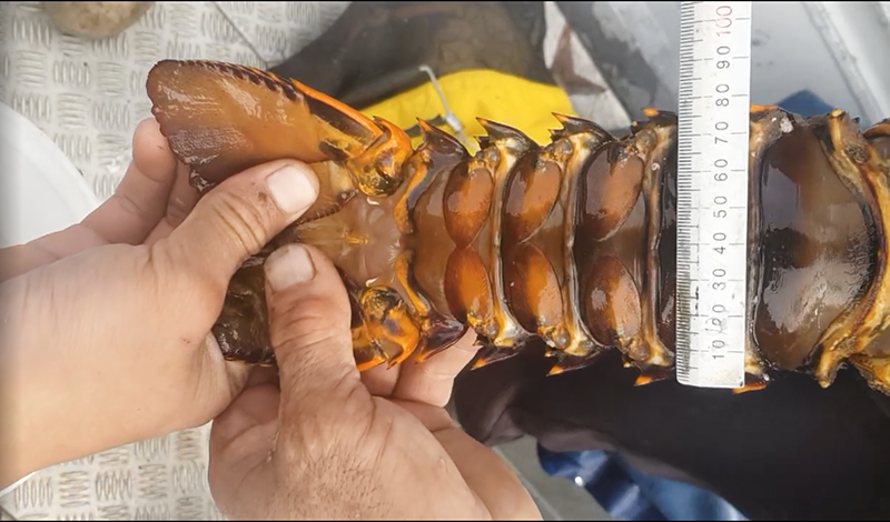 Two hands holding a crayfish upside down. There is a white ruler placed across the belly of the crayfish.