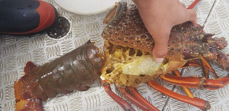 Parts of a crayfish exoskeleton sitting in pieces on a boat deck. There is a hand holding part of it and the front part of a gumboot.