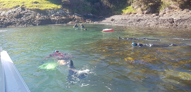 People in wetsuits and snorkels lying on the top of the water in a shallow inlet.