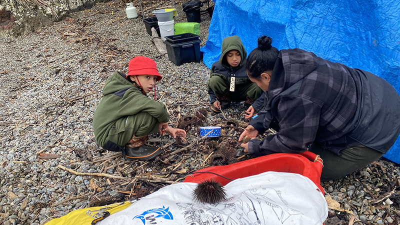 two children and an adult process sea urchins on a rocky beach