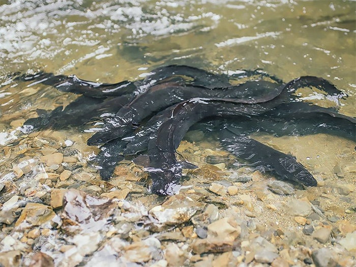 Eels in a stream