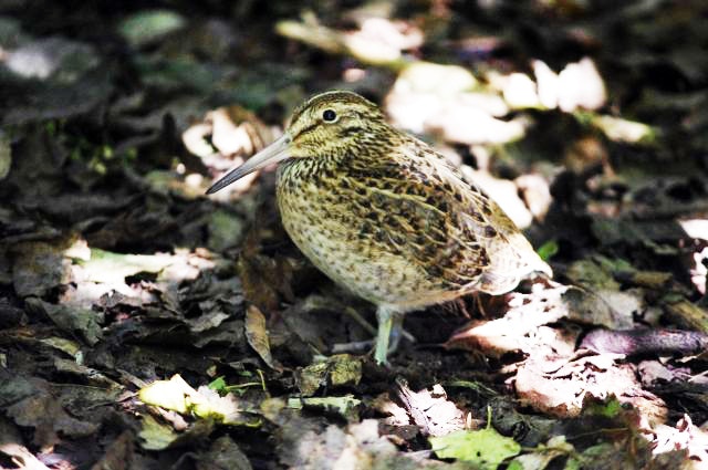 a small bird standing on the forest floor