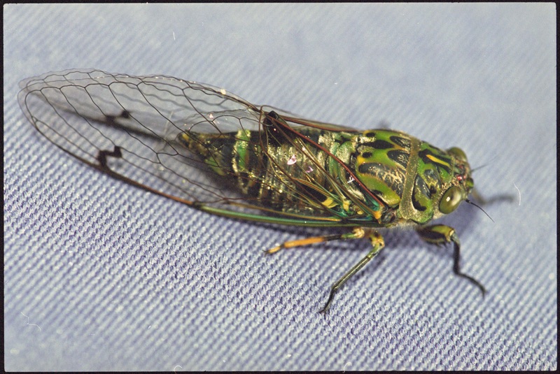 This green large chorus cicada captures the whole picture and sits on a denim material. The cicada has black and yellow spots on its back and its transparent, closed wings are coloured brown-green at the edges.