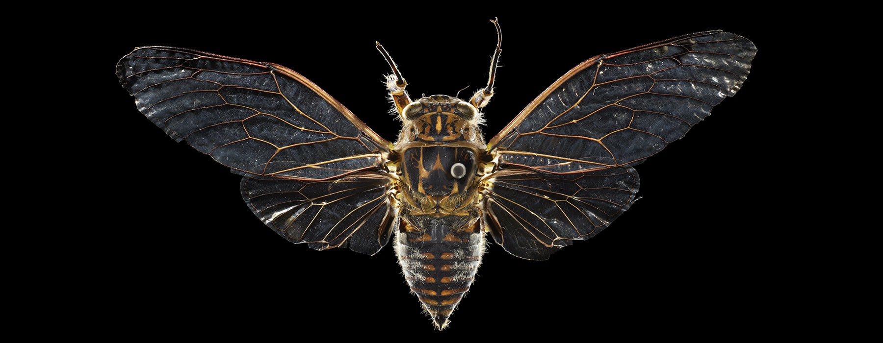 A top-down view of a cicada pinned to a black background.
