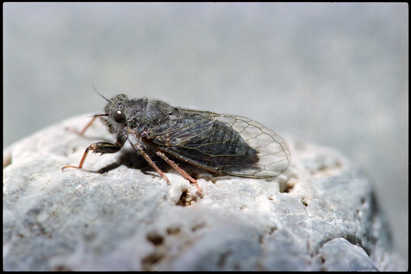 A Hamilton cicada sits on a rock, its dark grey body stretches upwards and the background is blurred. This cicada is very tiny, has hair on its back and the closed, transparent wings have a grey frame.