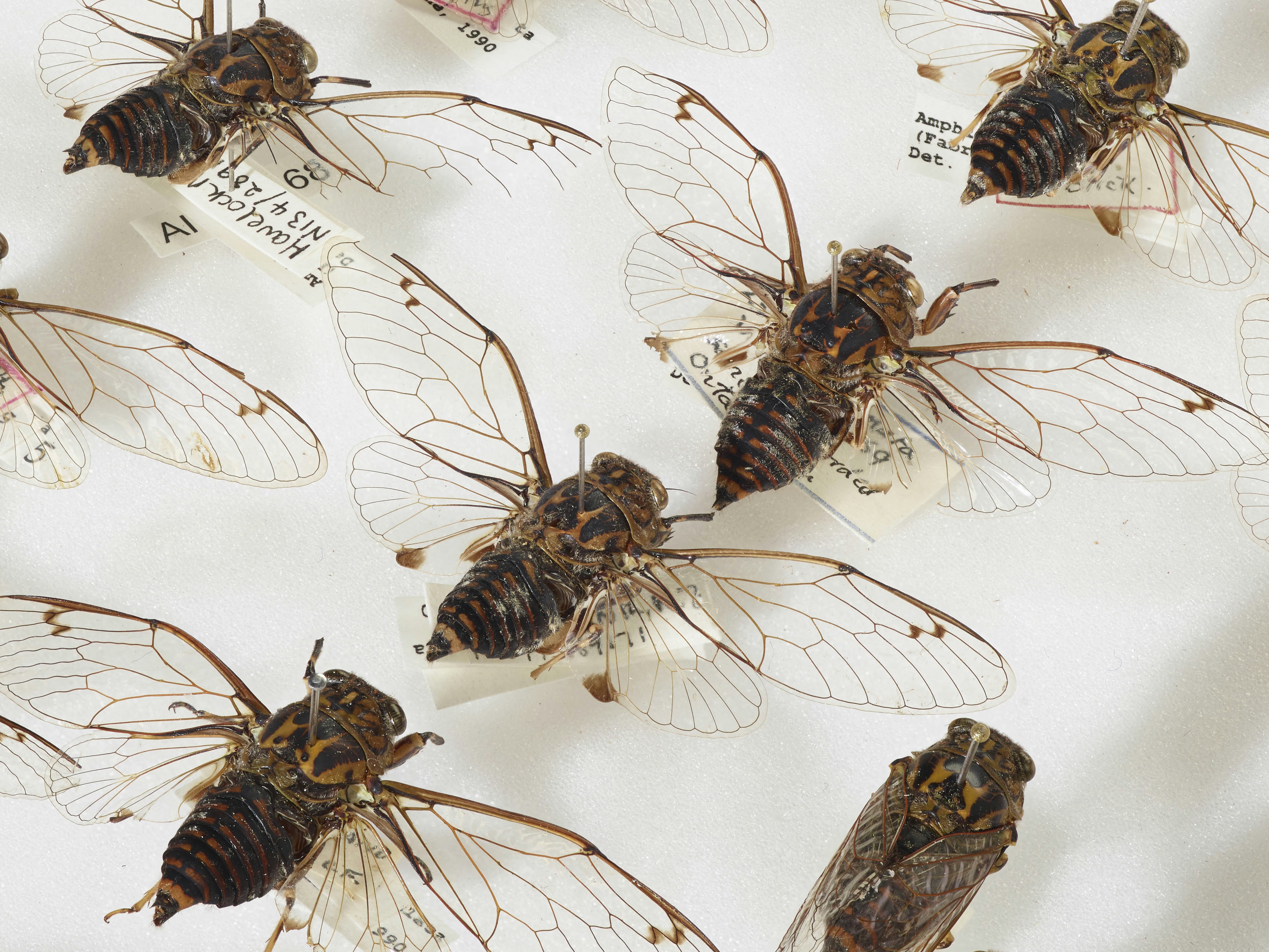 ma_i522862_tepapa_amphipsalta-cingulata_full.jpg ma_i522862_tepapa_amphipsalta-cingulata_full.jpg