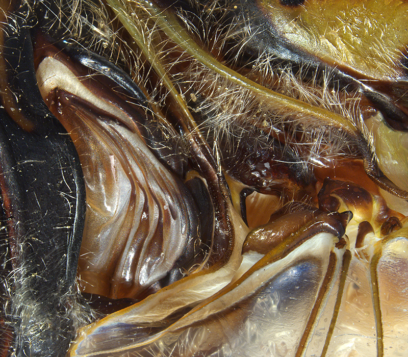 close-up of a part of a cicada