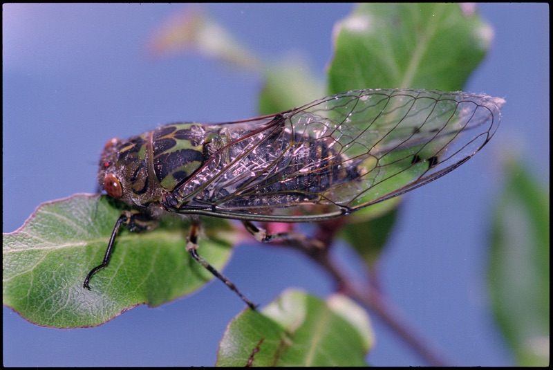 Sitting on a branch against a blue background is a thick, olive-green and purple clapping cicada with black spots on its back. Its transparent, veined wings are closed and have a dark red outline.