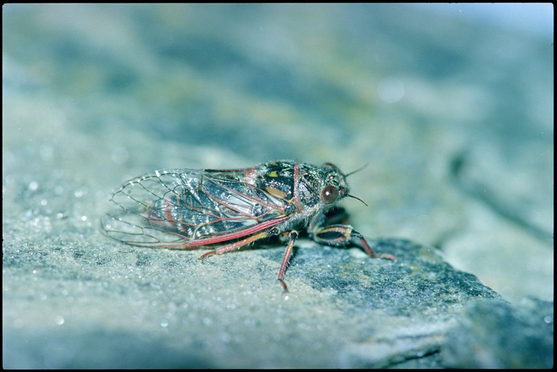 There is a small Campbell’s cicada resting on a rock, the background is blurred and the body has a blue, green, pink colour. Its wings are closed and extend behind the back and the contour has a pink and blue colour.