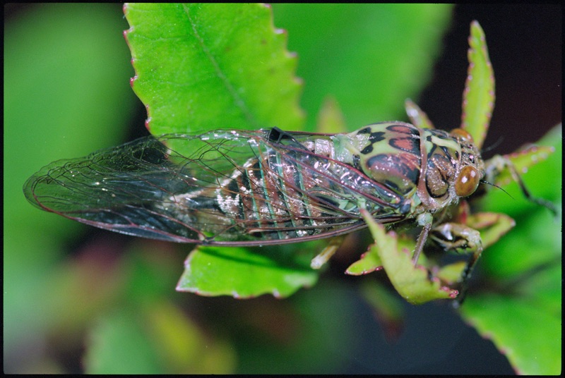 On a small-leaved plant sits a Greater bronze cicada in front of a blurred green surrounding. Its body has a green colour with black and red marks and the wings are transparent with a reddish outline.