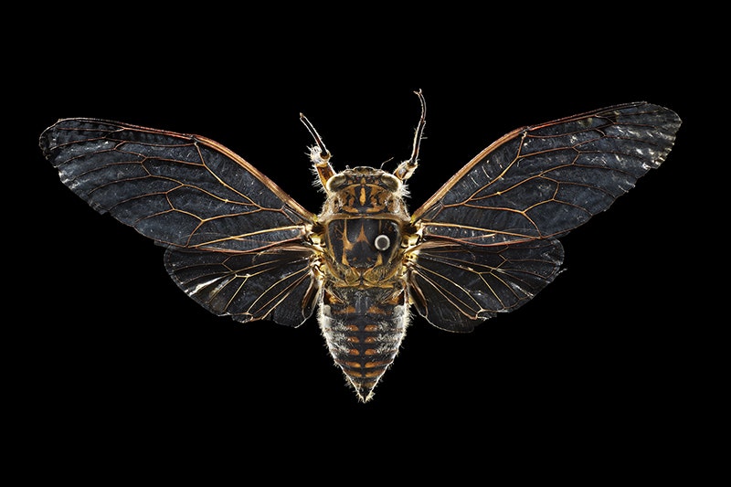 A top-down view of a cicada pinned on a black background.