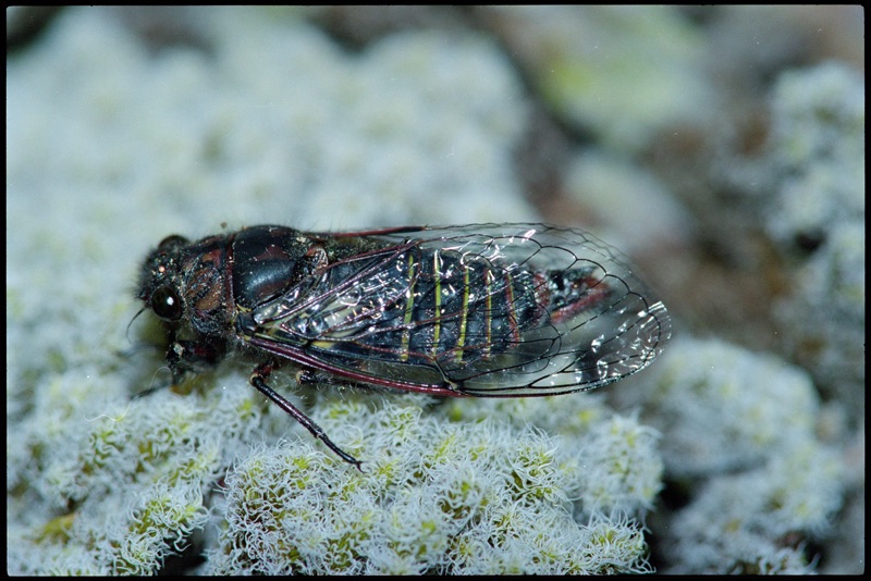 The Screaming cicada has a black body with green marks on its back, pitch black eyes and captures the whole picture, it sits against a blurred background on some moss. Its veiny wings have a dark red and black outline and they are closed.