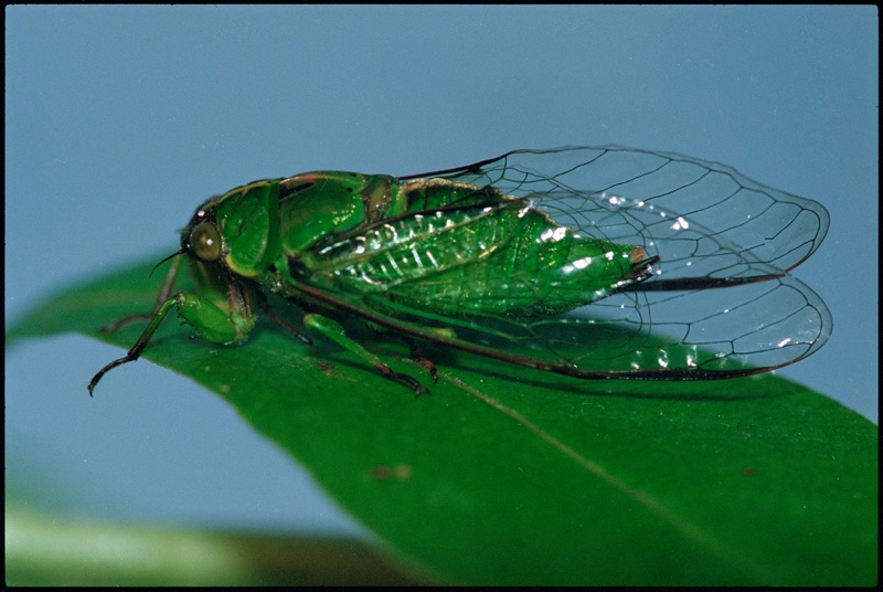 This close-up shows a snoring cicada with a bright green body sitting on a green leaf in front of a blue scene. Its transparent wings are closed and the frame is dark brown in colour.