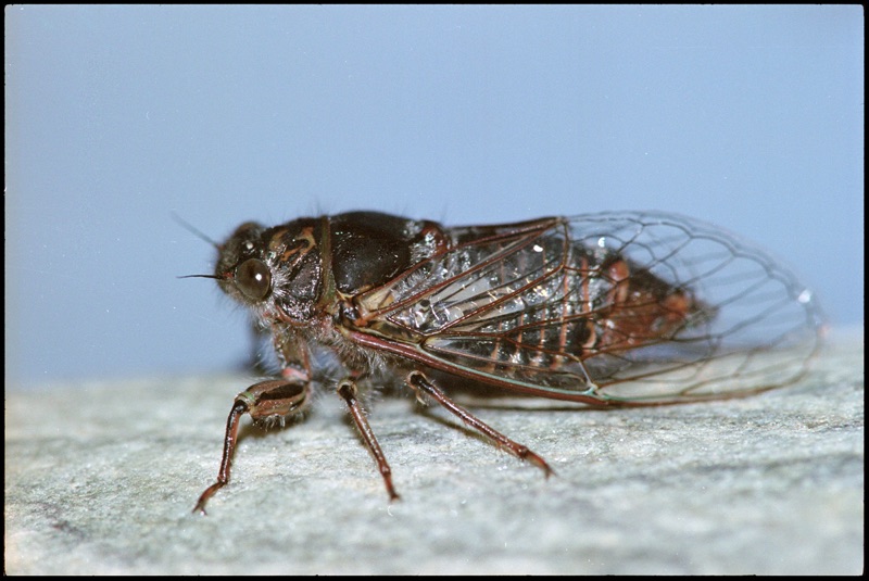 Against a light blue background sits a Yodelling cicada on a rock, it has a dark brown body with black marks on its back and its eyes have a brown colour. The closed and transparent wings have brown edges and extend behind its body.