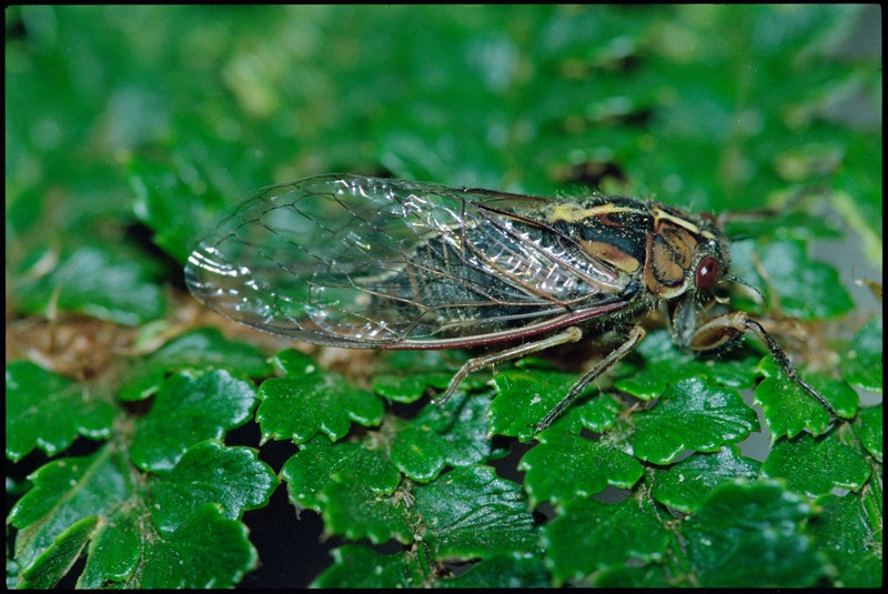 On a field of leaves lies a Variable cicada, it has a green body and red eyes and it also has the yellow stripe on its back. Its closed transparent and veiny wings have a light grey contour.