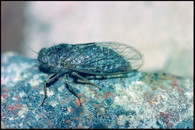 In front of a blurred surrounding there is a small Scree cicada sitting on a lichen-covered branch. Its body has a greenish-blue colour and the shut, see-through wings have a grey layout.