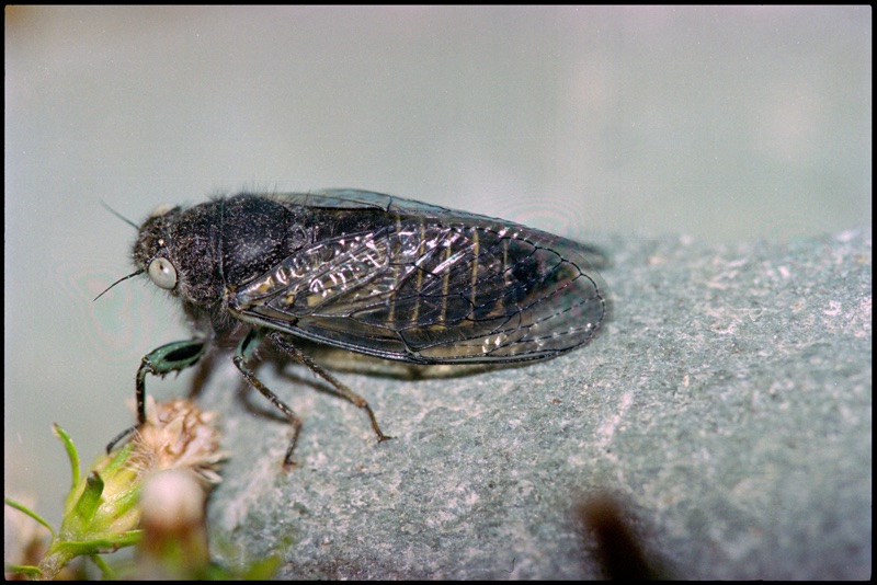 This close-up portrays a black Subnival cicada, it has hair on its body and is sitting on a stone in front of a blurred surrounding. The see-through wings have a black frame and are nearly extending behind its back.