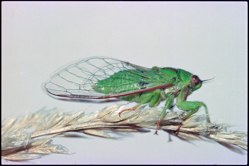 There is a small April green cicada sitting on a branch against a blurred blue background. The transparent wings have brown markings and the eyes are brown and green in colour.