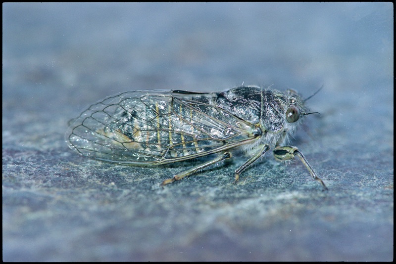 That Speargrass cicada has a grey-white body and has hair on its back, it lies on a rock and the background is blurred. Its wings are clear and nearly extend behind its body, they also have a grey outline.