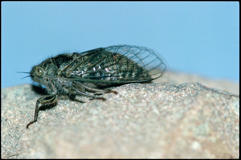 On a rock sits a small Northern Dusky Cicada, its hairy body has a dark green and black colour and the wings have a dark green frame. The cicada seems very dynamic and it looks like it’s going to move.