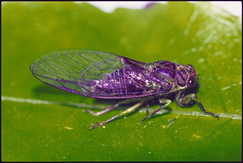 A cicada sitting on a branch.