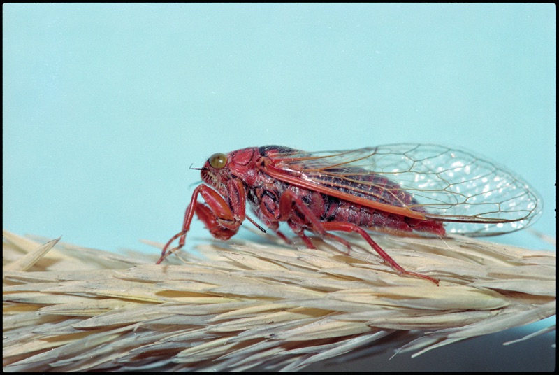 This Sand dune redtail cicada has a bright red body, it sits on wheat grass in front of a light blue background. Its wings are extending behind its body and they have a red frame.