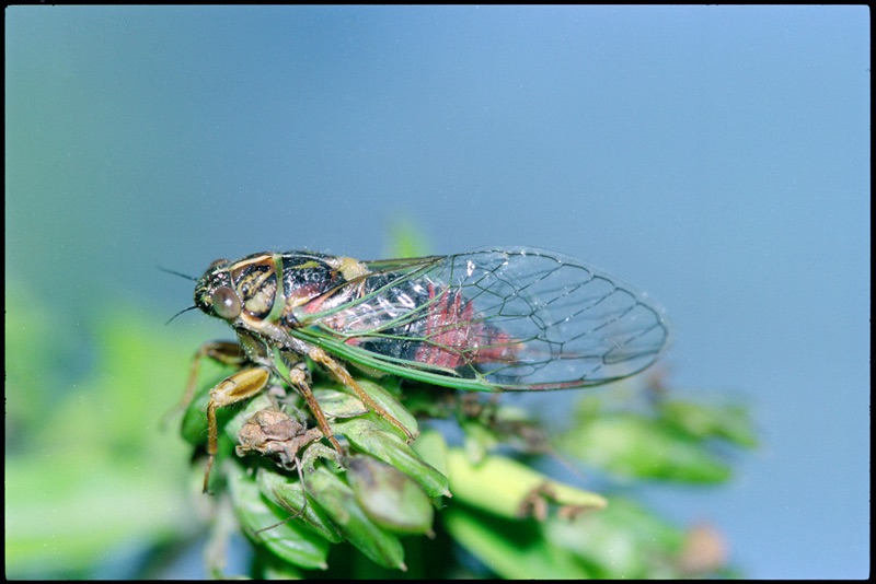 That close-up shows a small Blood redtail cicada that sits on a green stalk in front of a blurred blue background. Its body has a red and black colour and its closed transparent wings have a green outline at the edges.