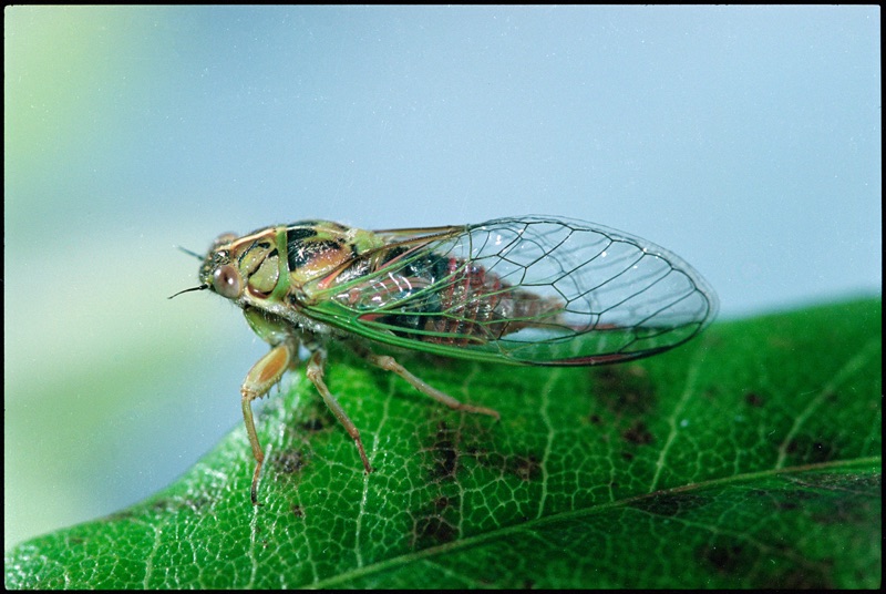On top of a green big leaf sits a little redtail cicada with its green body stretched upwards in front of a blue blurred scene. Its clear and trimmed wings have a green and brown outline and extend behind its back.