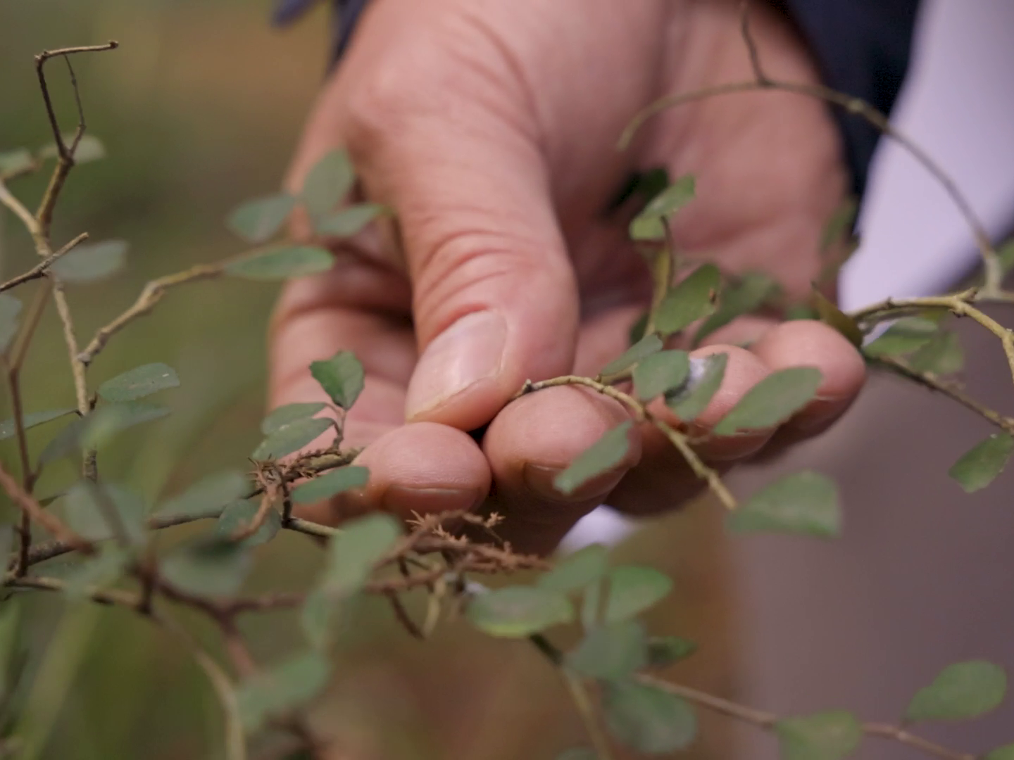 Image for Waikato kahikatea forest conservation AV A hand holding a small part of a leafy tree