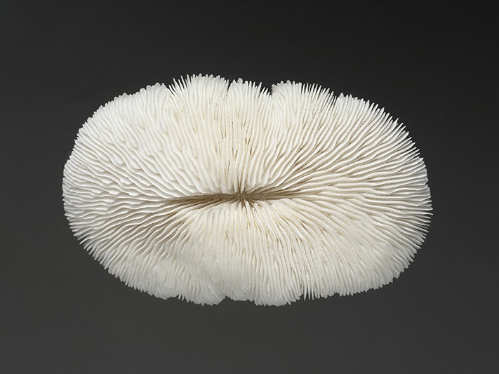 Stony corals, Scleractinia, collected August 1972, Niue Island, Niue. CC BY 4.0. Te Papa (CO.006396) A white coral that is in the shape of a squashed donut