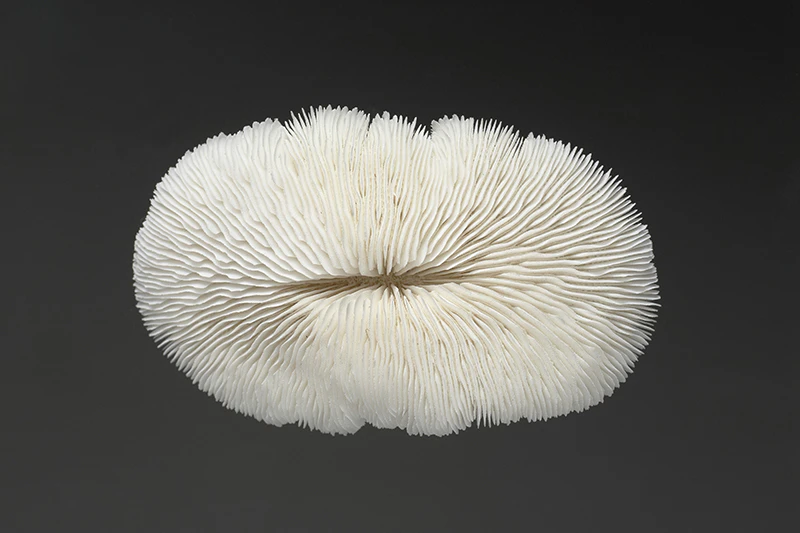 A white coral that is in the shape of a squashed donut