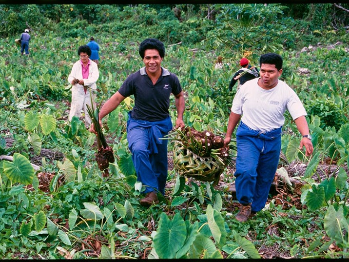 Harvesting talo for ear piercing ceremony, Niue, Glenn Jowitt, photographer, 1996. Gift of Glenn Jowitt Estate, 2015. Te Papa (E.007934) Men in a field harvesting a plant to eat. There are two men in the foreground carrying a basket between them
