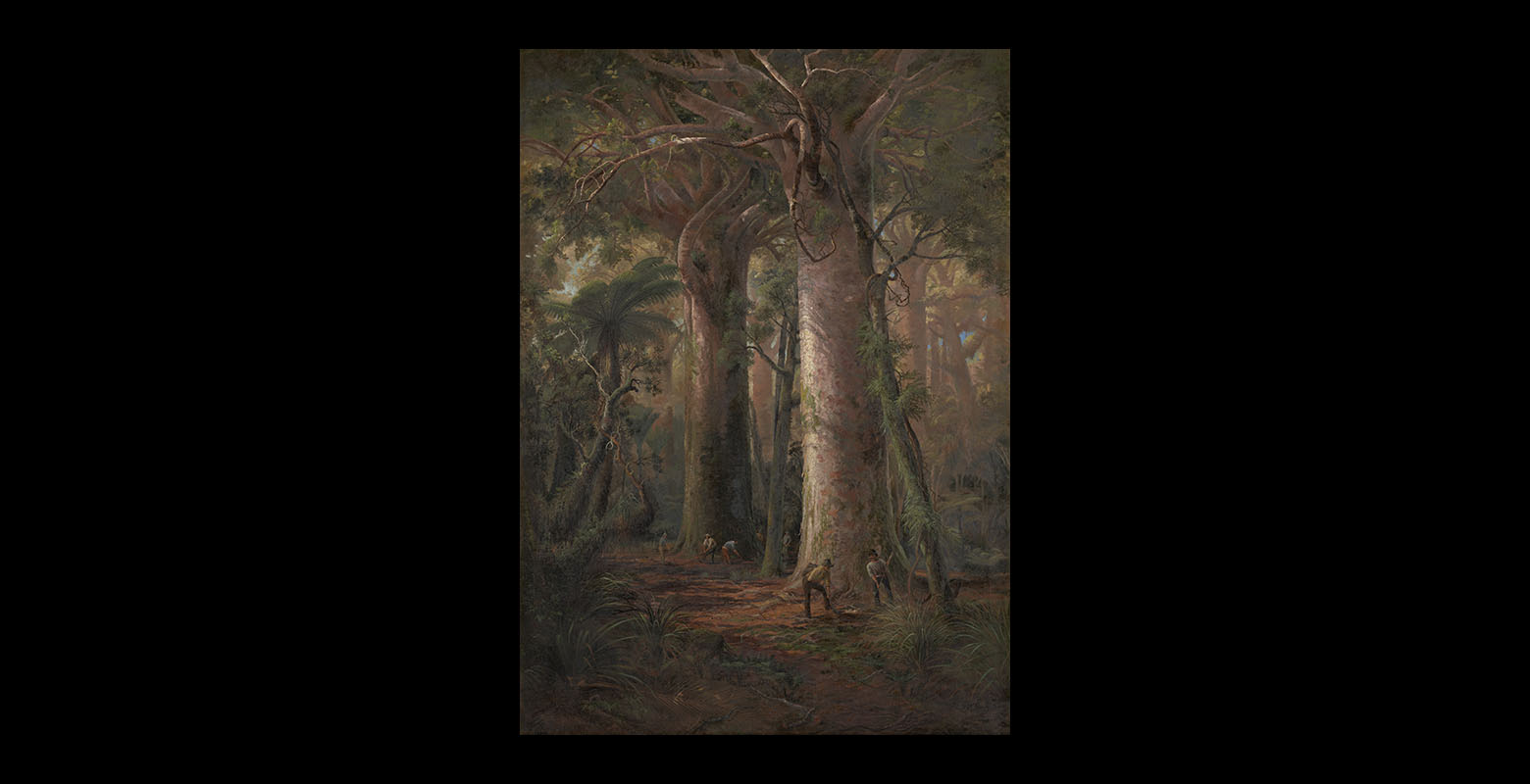View of dense forest. Huge kauri trees dominate the scene, and dwarf the men scattered throughout the scene