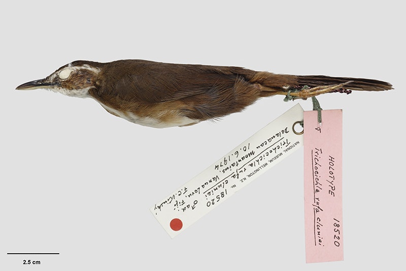 A photo of a taxidermied bird on a white surface with museum tags attached to it