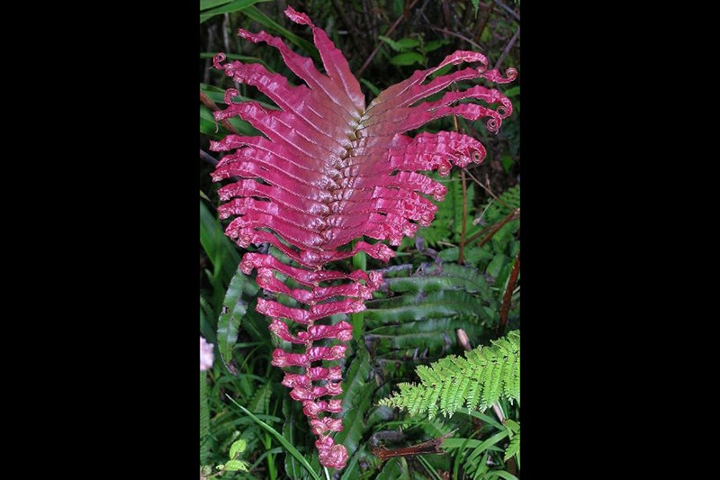 A bright pink fern frond with a green leafy background