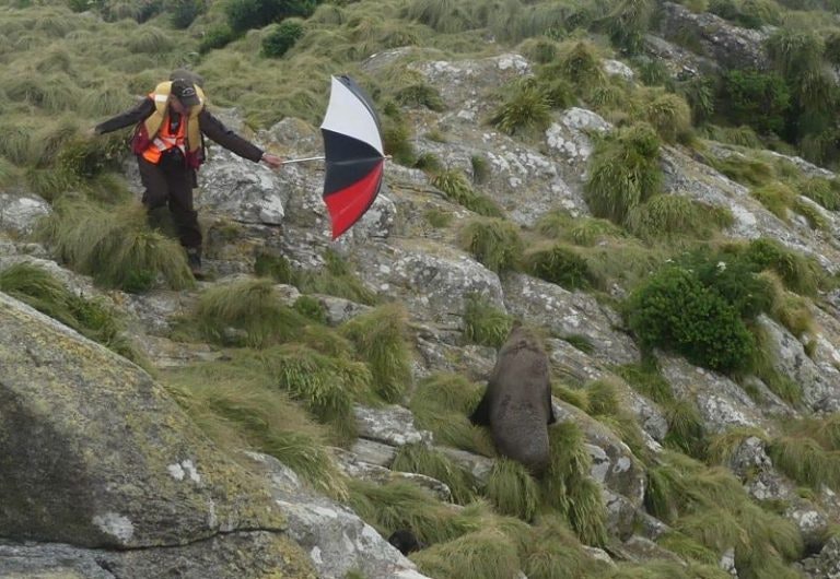 A man holds an open umbrella out towards a seal on a rocky piece of land
