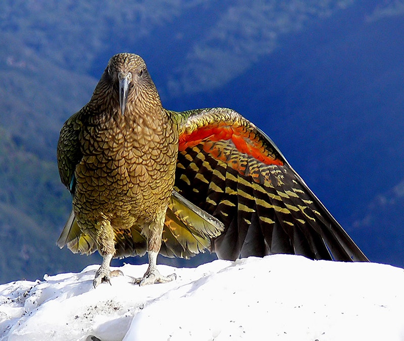 A green parrot sitting high on a mountain. It has one wing extended which shows bright orange feathers