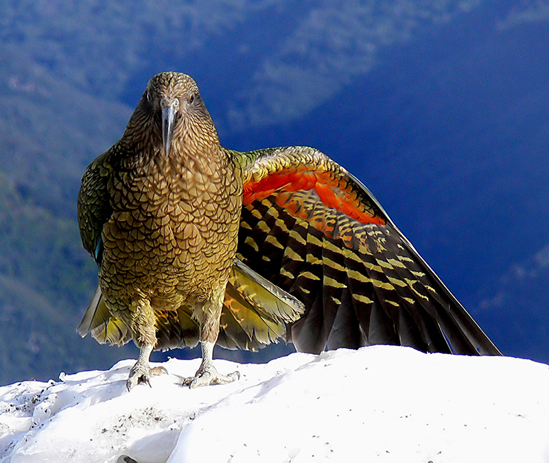 A green parrot sitting high on a mountain. It has one wing extended which shows bright orange feathers