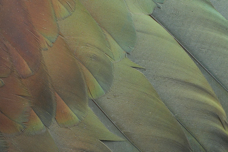 Close up of a kererū wing, showing an iridescent display of colours, from red through orange to green and blue