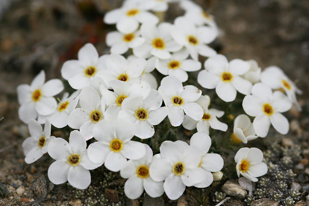 A patch of white flowers each with five petals