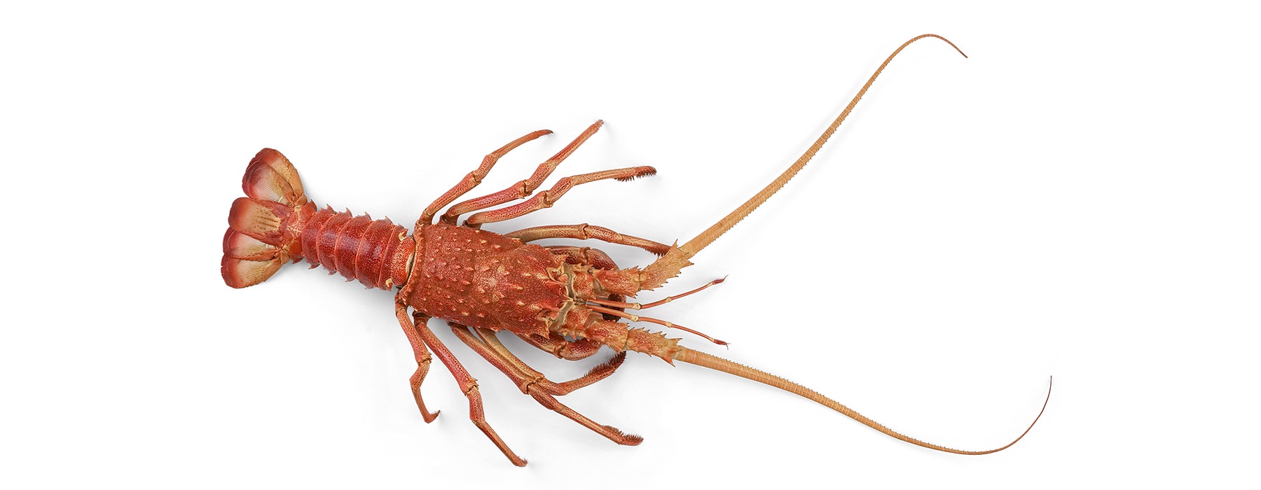 A spiny lobster on a white background