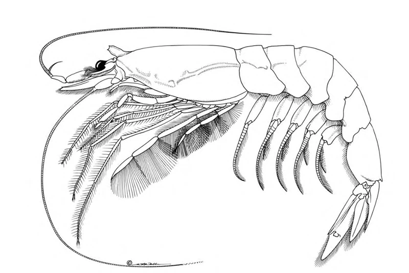 A black and white drawing of a crayfish from a journal article