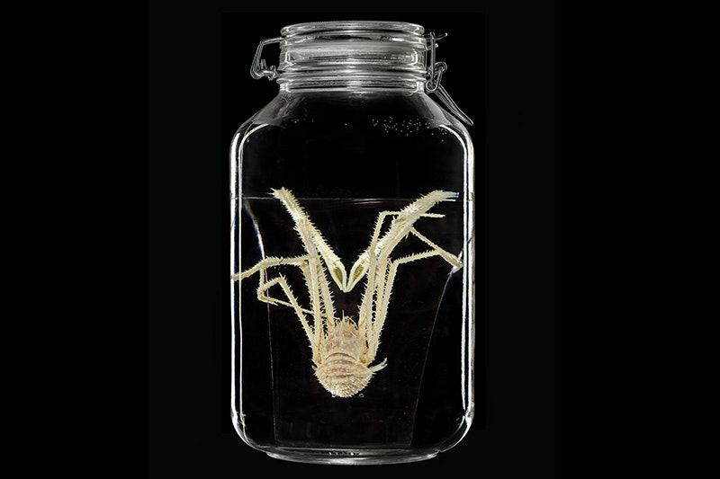A pale white lobster folded up in a jar of liquiid. It is in front of a dark background.