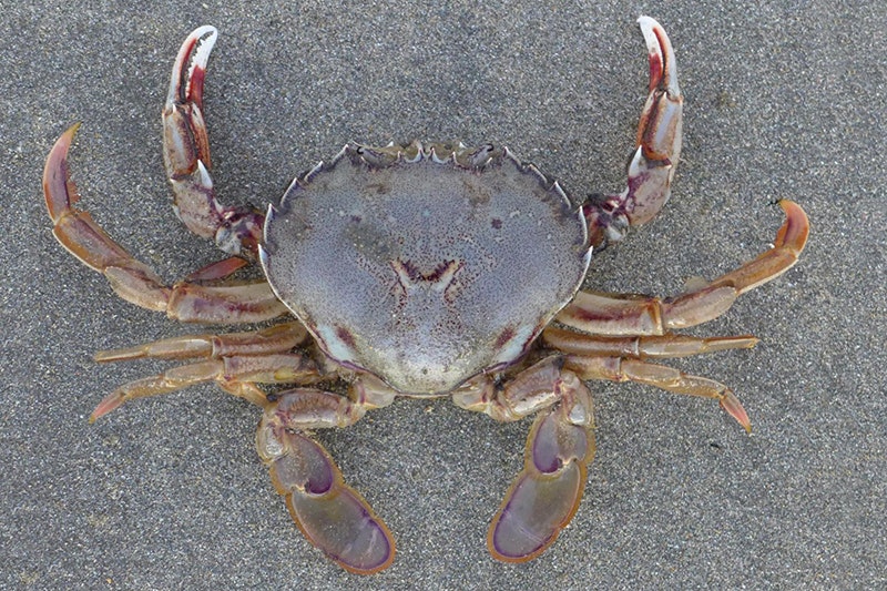 A close up of a crab on a beach.