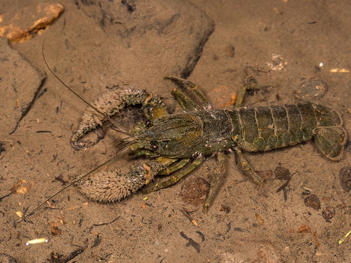Southern kōura, Paranephrops zealandicus, Dunedin, 2016. Photo by Danilo Hegg A crayfish on the seafloor.