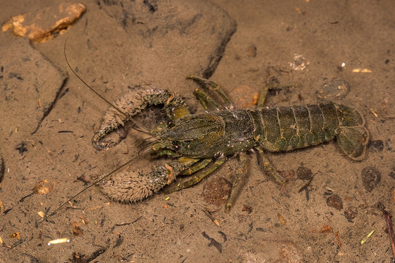 A crayfish on the seafloor.