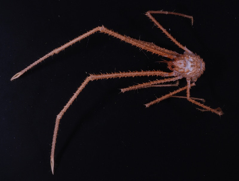 A red lobster with long limbs and claws and a squat body. It is on a black background.