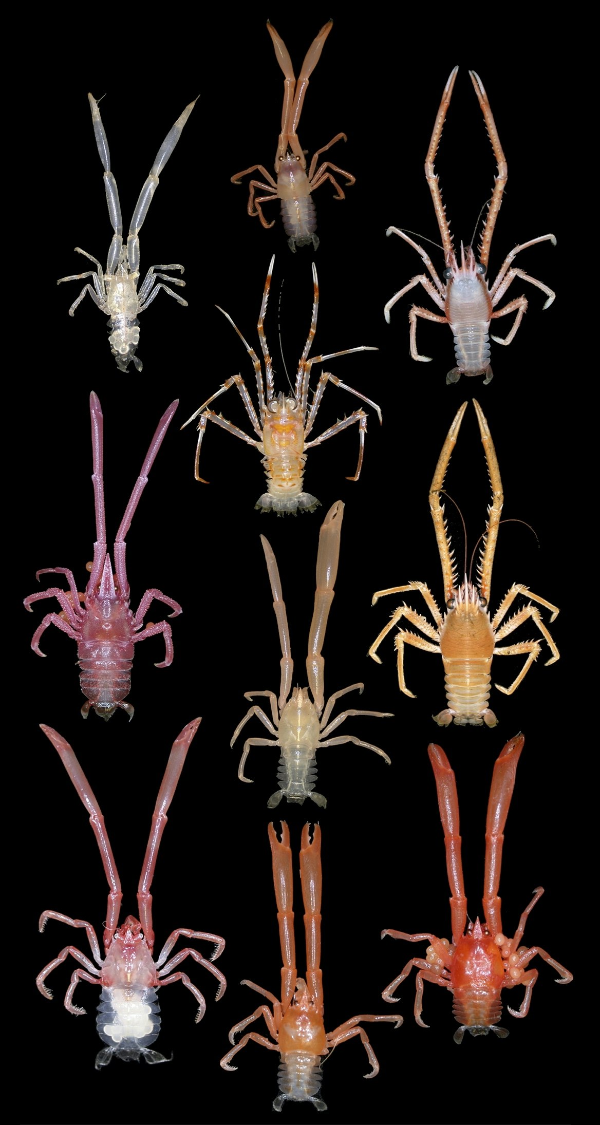 10 different squat lobsters, all different colours, arranged on a black background.