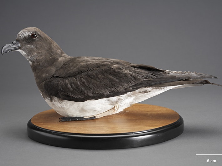 Chatham Island Taiko, Pterodroma magentae, collected 12 May 2003, Tuku Valley, Chatham Island, New Zealand. Gift of Dept of Conservation, 2003. CC BY 4.0. Te Papa (OR.027098) A taxidermied bird sitting on a mount on a grey background.