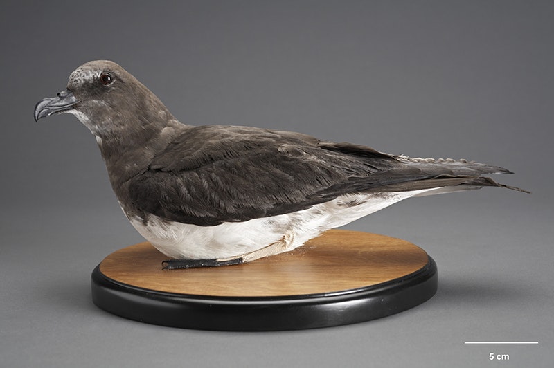 A taxidermied bird sitting on a mount on a grey background.